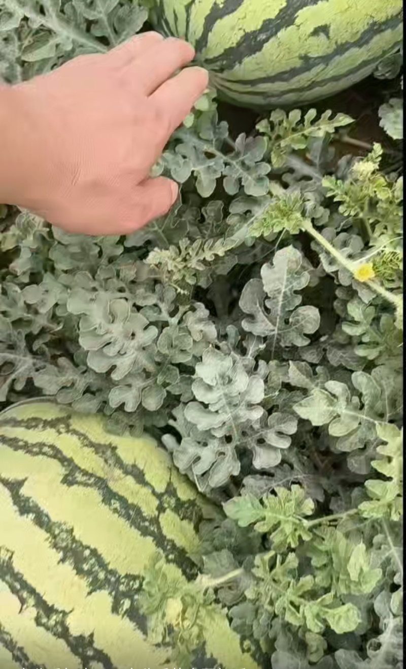宁夏石头西瓜，露天自然成熟，产地直销，全国发货