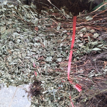 仙鹤草
