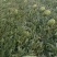 宁夏石头西瓜，露天自然成熟，产地直销，全国发货