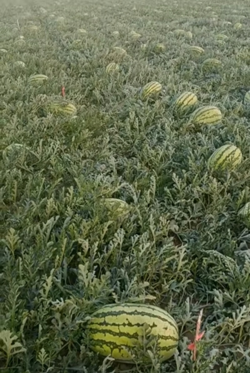 宁夏石头西瓜，露天自然成熟，产地直销，全国发货