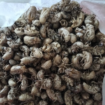 虫壳、蝉蜕