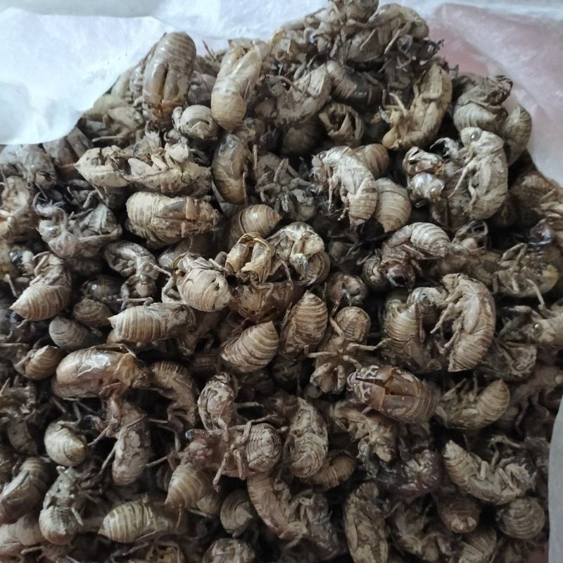 虫壳、蝉蜕