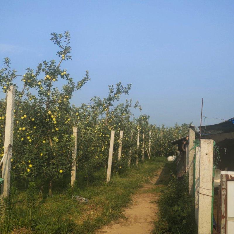 农场供应鲁丽苹果，华硕苹果，715苹果