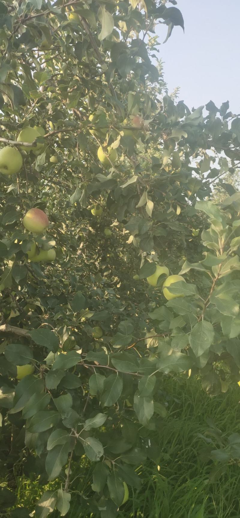 农场供应鲁丽苹果，华硕苹果，715苹果