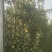 农场供应鲁丽苹果，华硕苹果，715苹果