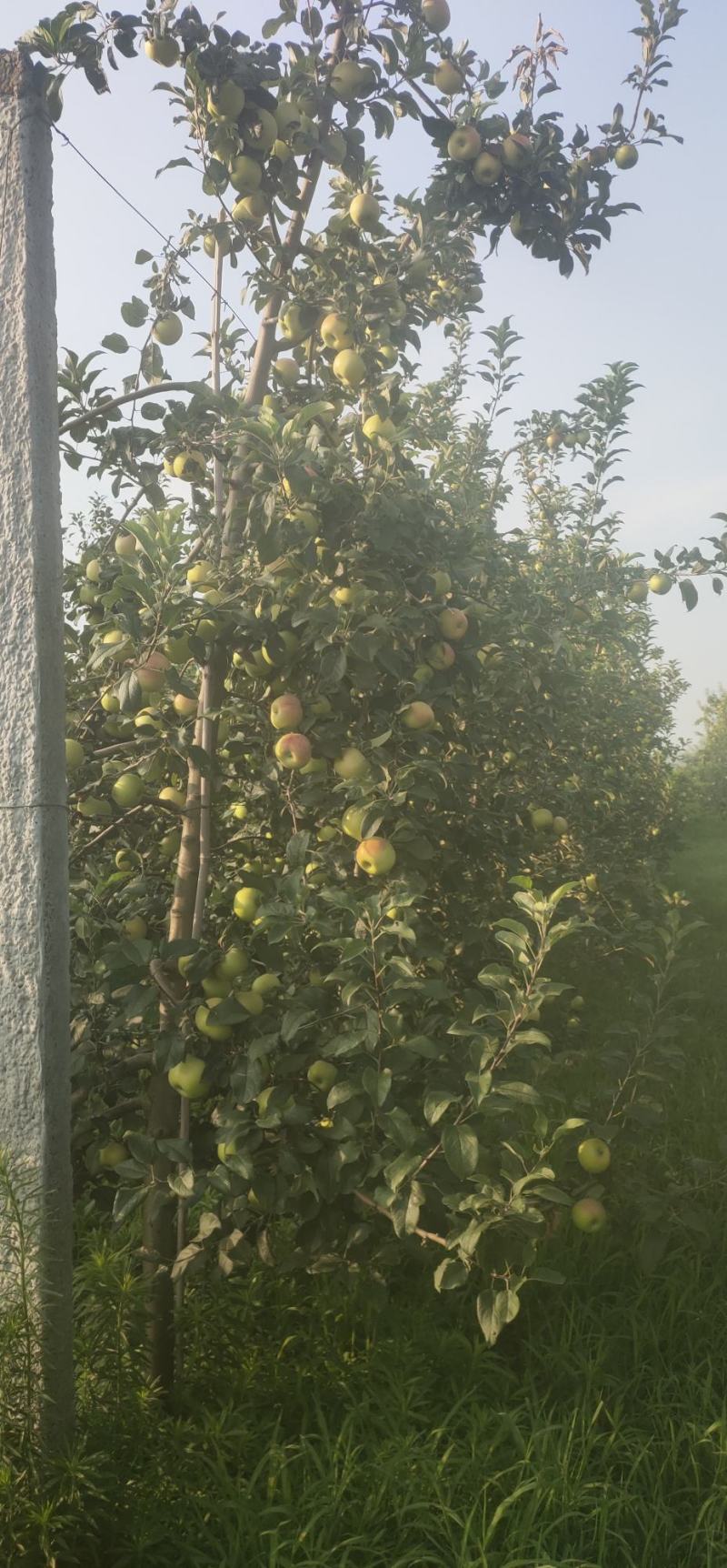 农场供应鲁丽苹果，华硕苹果，715苹果