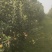 农场供应鲁丽苹果，华硕苹果，715苹果