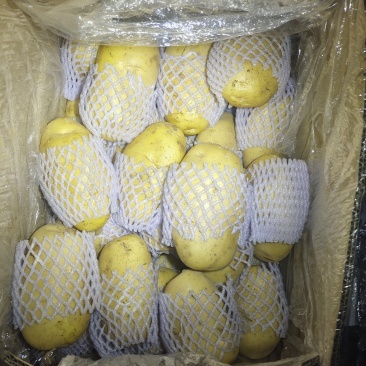 滕州冷库土豆大量供应！黄皮黄心！商超大量供应