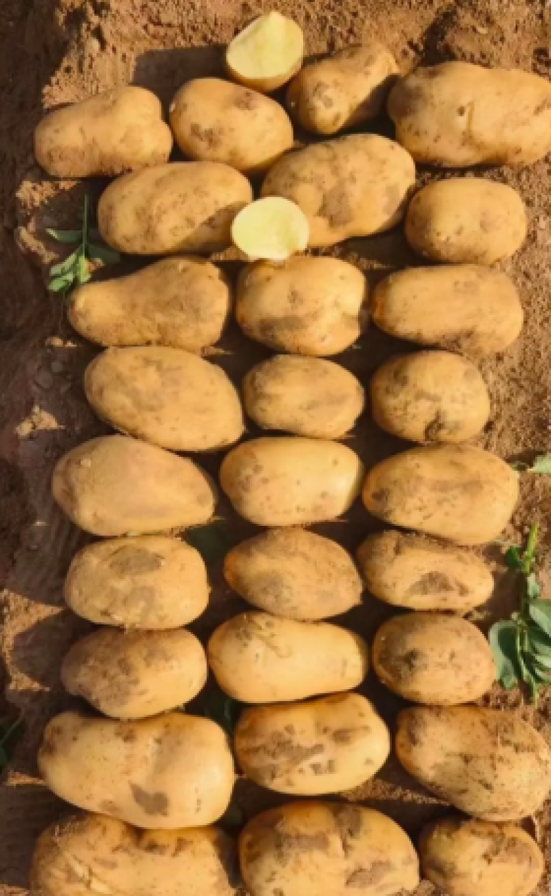 沃土5号山西土豆产地直发现挖现发量大优惠欢迎来电