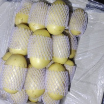 滕州冷库土豆V7沃土大量供应！商标大量批发