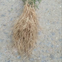 徐长卿鲜货基地直发源头厂家质量保证运输方便来电