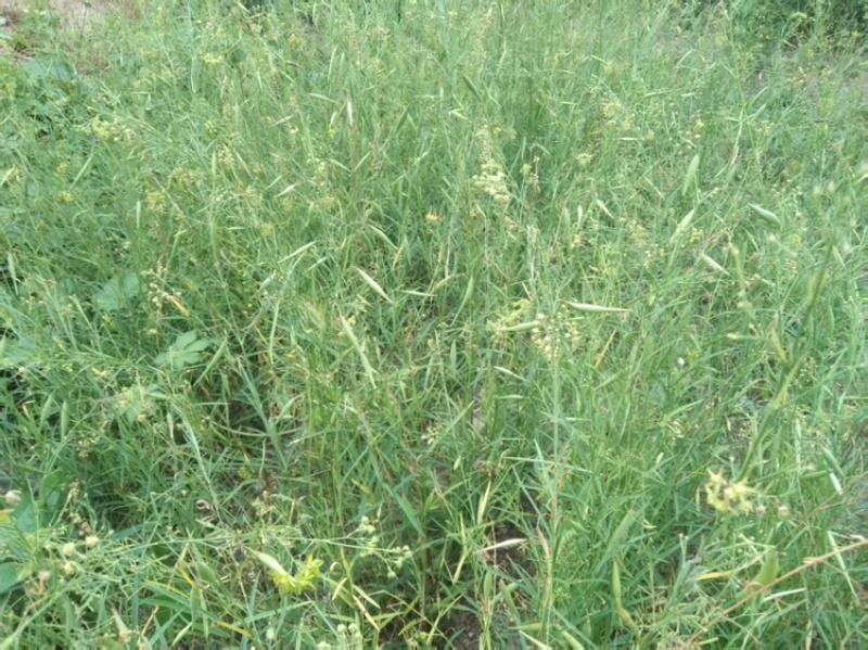 徐长卿鲜货基地直发源头厂家质量保证运输方便来电