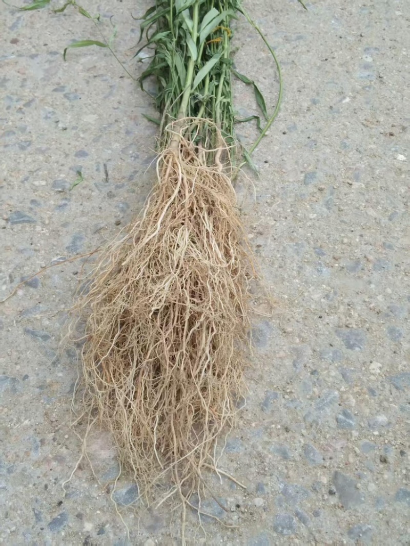 徐长卿鲜货基地直发源头厂家质量保证运输方便来电