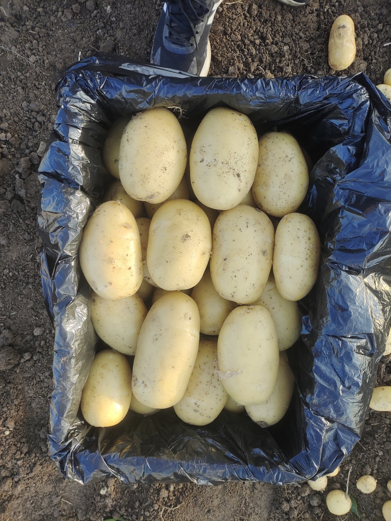 滕州冷库土豆V7沃土大量供应！商标大量批发