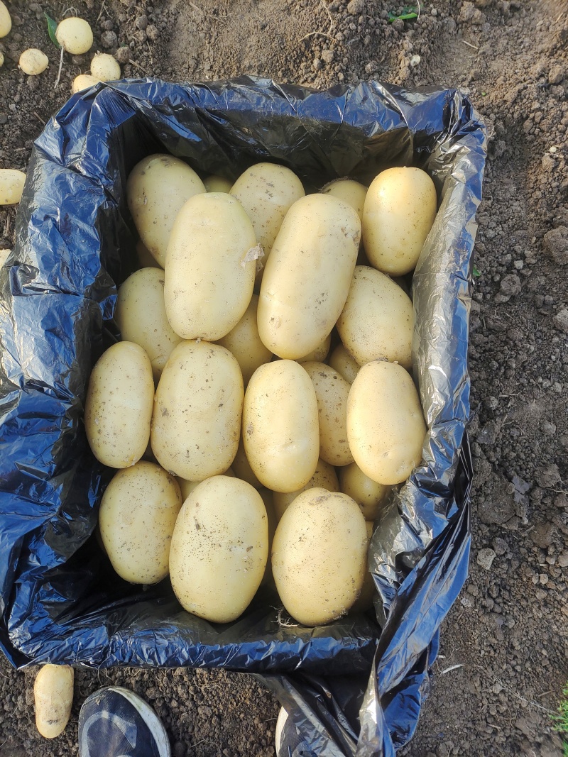 滕州冷库土豆V7沃土大量供应！商标大量批发