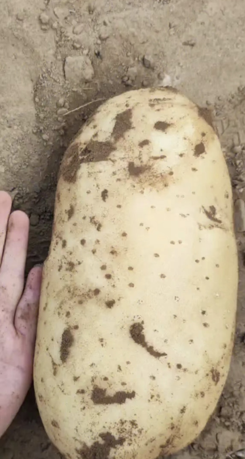 欢迎来电山西土豆基地直发现货现挖大量上市中