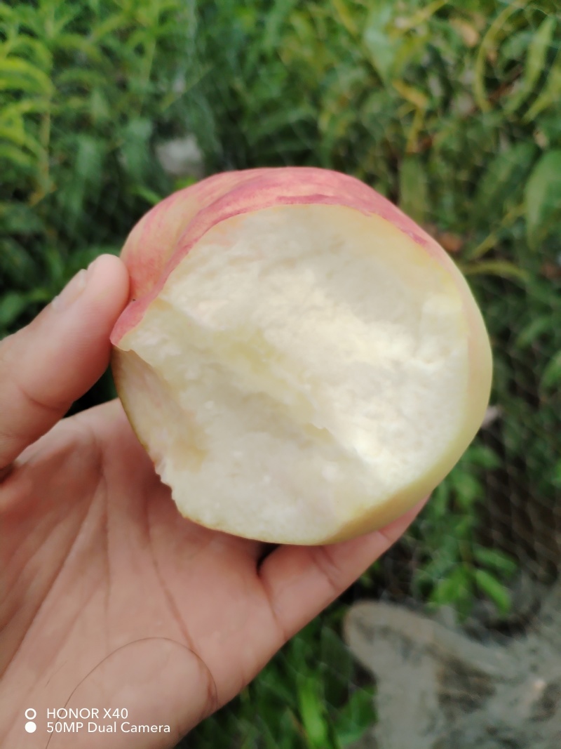 自家种植新鲜采摘香甜可口【桃子】山东新鲜采摘的玉妃桃子