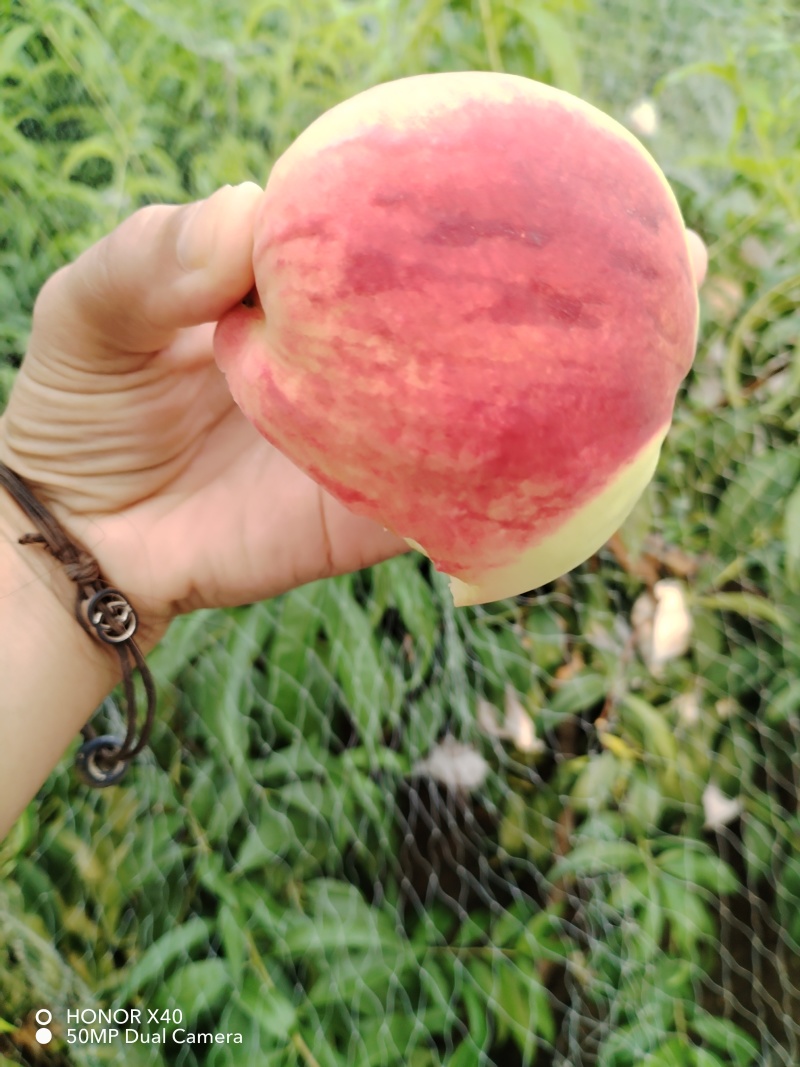 自家种植新鲜采摘香甜可口【桃子】山东新鲜采摘的玉妃桃子