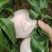自家种植新鲜采摘香甜可口【桃子】山东新鲜采摘的玉妃桃子