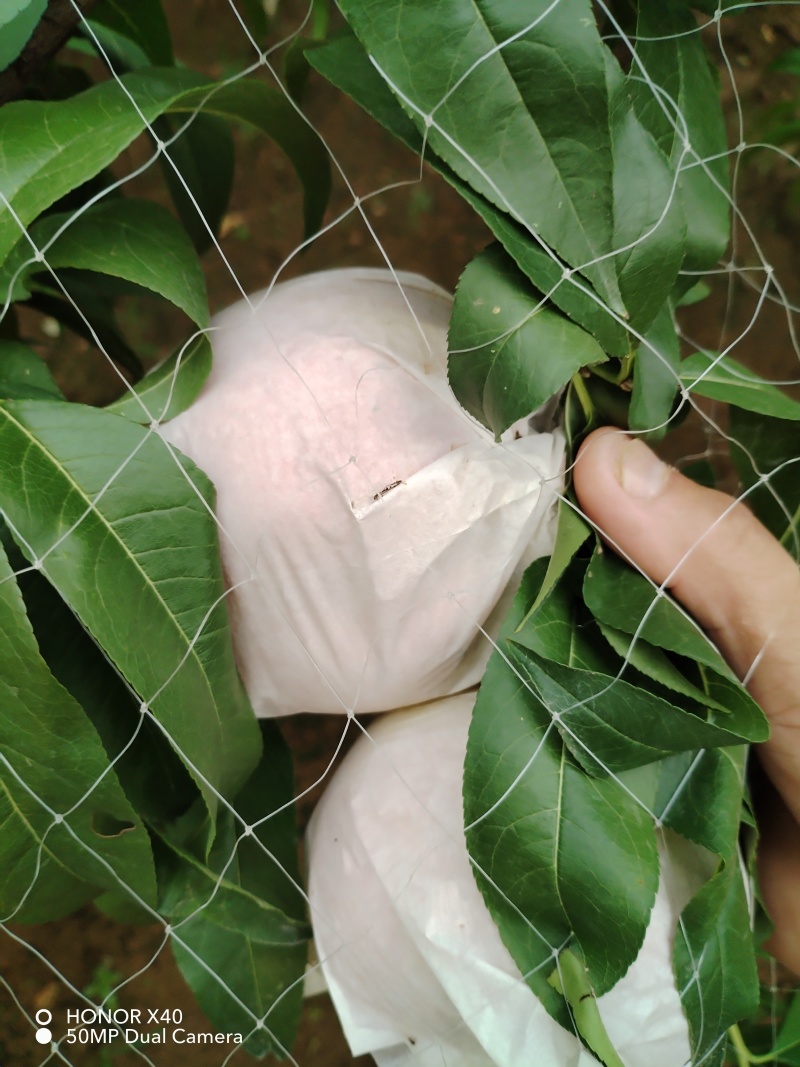 自家种植新鲜采摘香甜可口【桃子】山东新鲜采摘的玉妃桃子