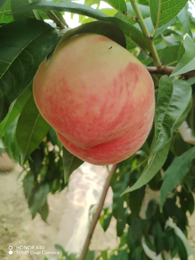 自家种植新鲜采摘香甜可口【桃子】山东新鲜采摘的玉妃桃子
