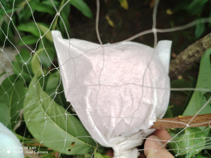 自家种植新鲜采摘香甜可口【桃子】山东新鲜采摘的玉妃桃子