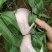 自家种植新鲜采摘香甜可口【桃子】山东新鲜采摘的玉妃桃子
