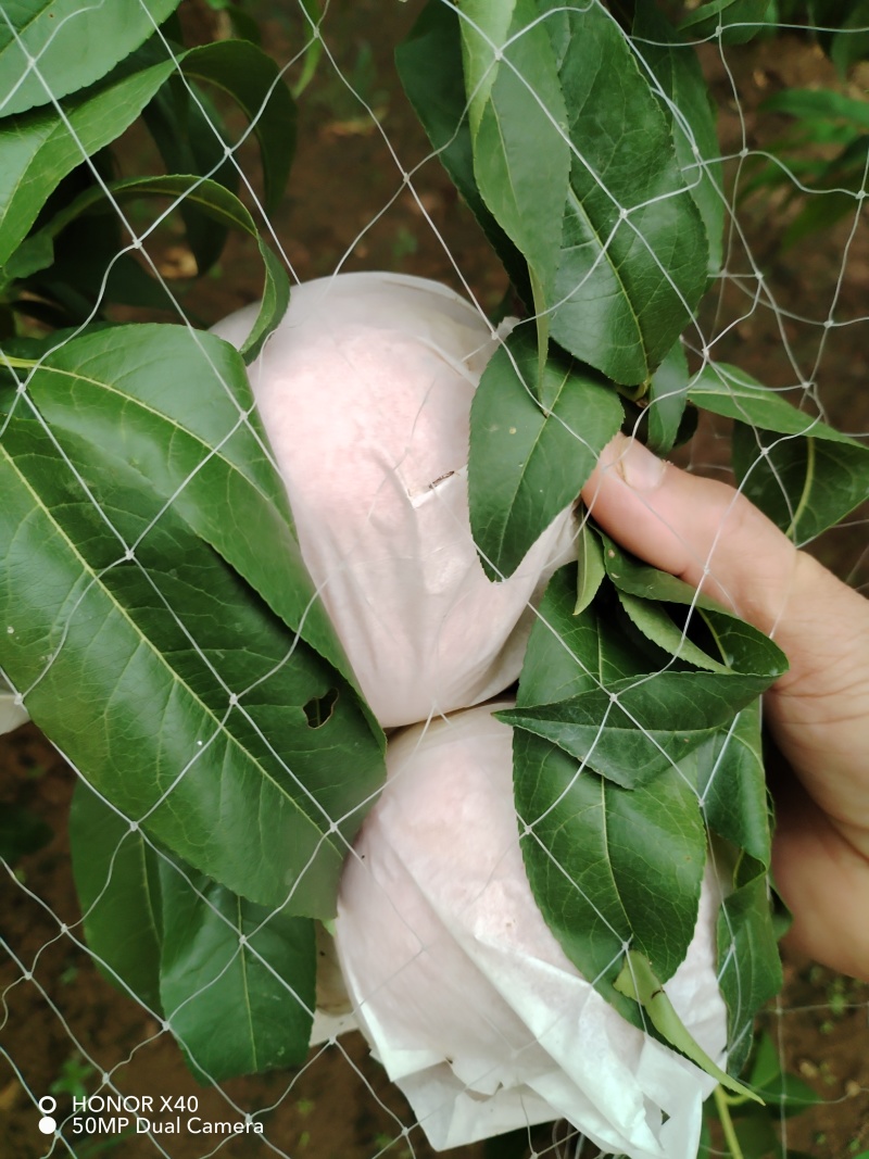 自家种植新鲜采摘香甜可口【桃子】山东新鲜采摘的玉妃桃子