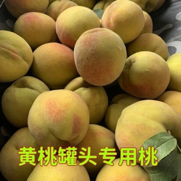 正宗黄桃新鲜当季黄金酸甜多汁黄桃罐头