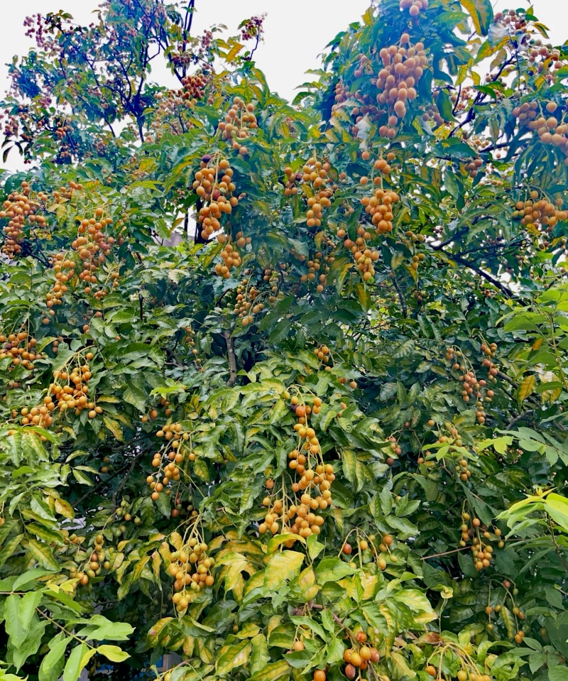 当季新鲜黄皮果酸甜解腻富含维C产地直发