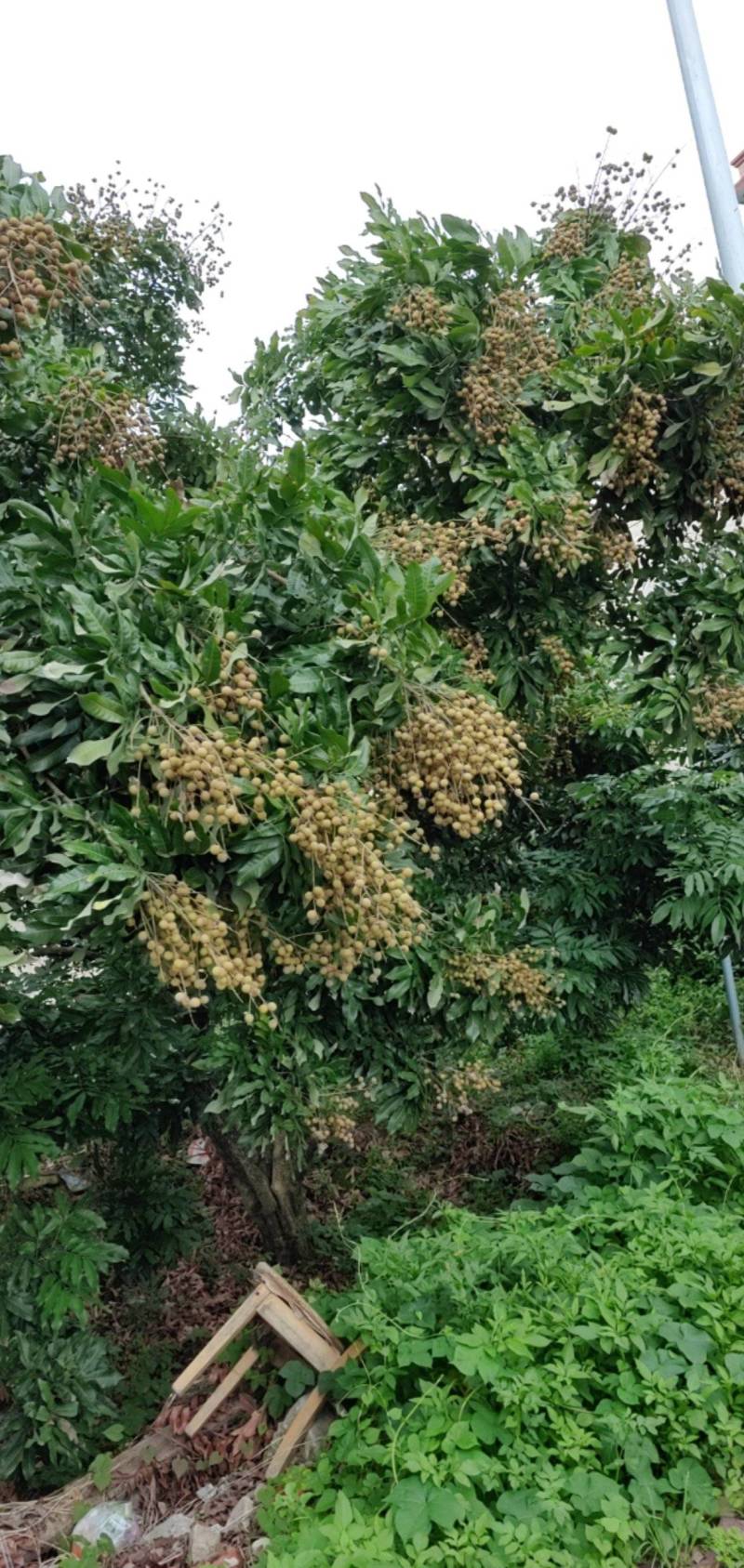 福建龙眼，，石硖，储良，福眼，草埔，产地代办，工厂果代收