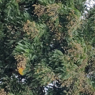 福建龙眼，，石硖，储良，福眼，草埔，产地代办，工厂果代收