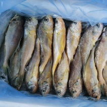 5元一斤量大可议价，精品板冻黄花鱼，语音留下方式我联系您