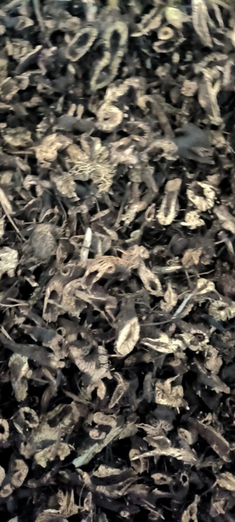升麻，东北货，全年供应各种货源质优价廉电联详谈