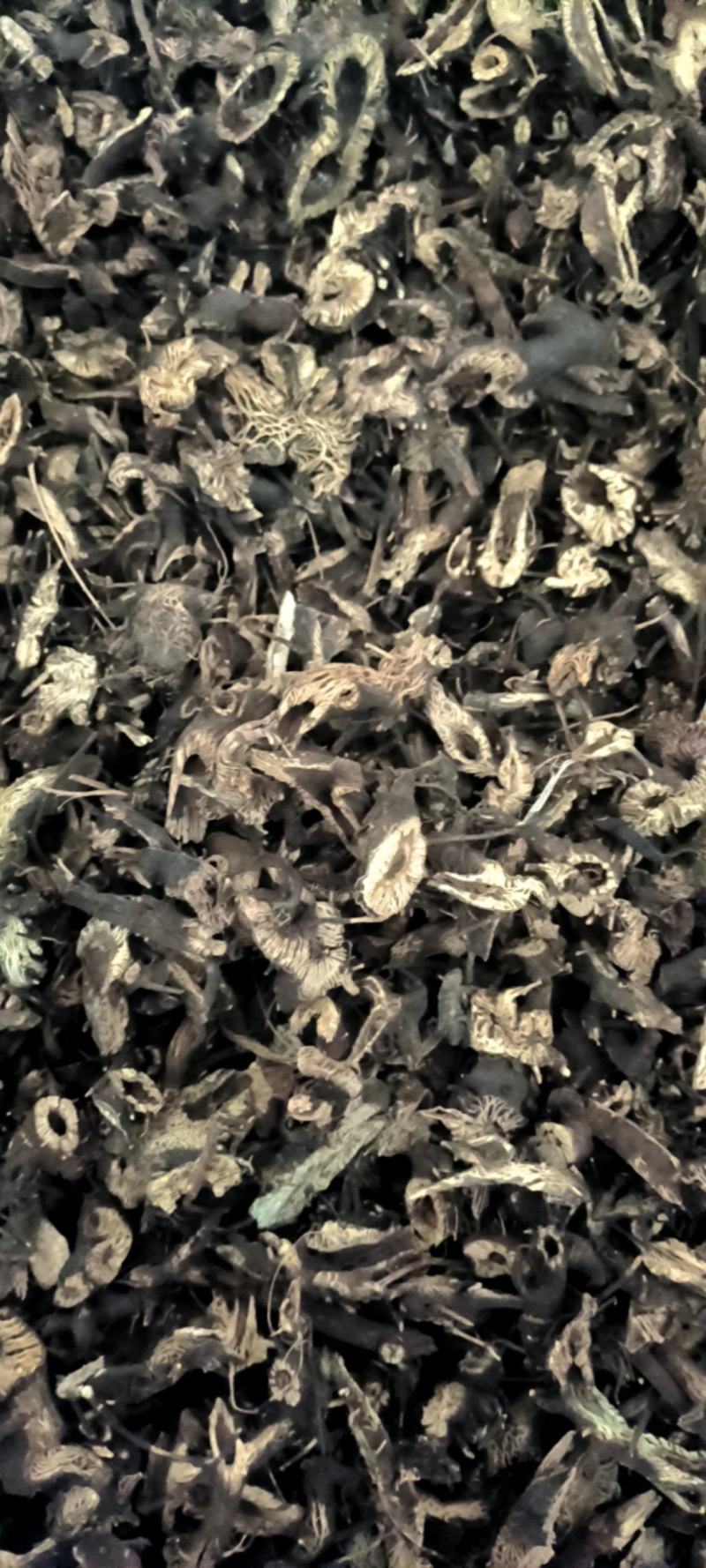 升麻，东北货，全年供应各种货源质优价廉电联详谈