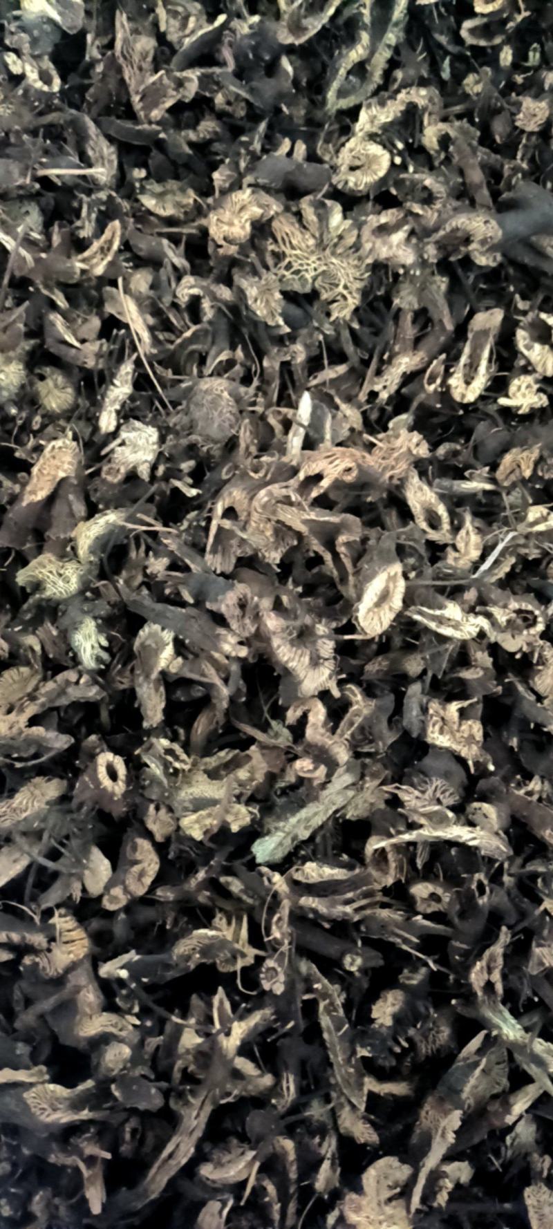 升麻，东北货，全年供应各种货源质优价廉电联详谈