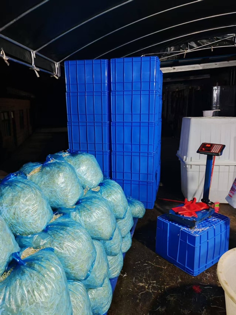 贵阳绿豆芽大量现货厂家直发量大从优欢迎订购