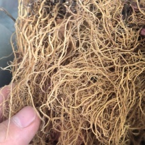 辽细辛，足斤足两，货真价实。水洗货全年供货可视频看货