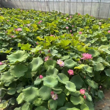 河北荷花荷花苗工程荷花精品荷花各36000万盆荷花藕塘