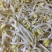 贵阳厂家批发黄豆芽诚信经营货源充足稳定欢迎选购