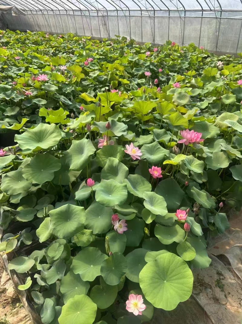 河北荷花荷花苗工程荷花精品荷花各36000万盆荷花藕塘