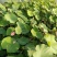 河北荷花荷花苗工程荷花精品荷花各36000万盆荷花藕塘