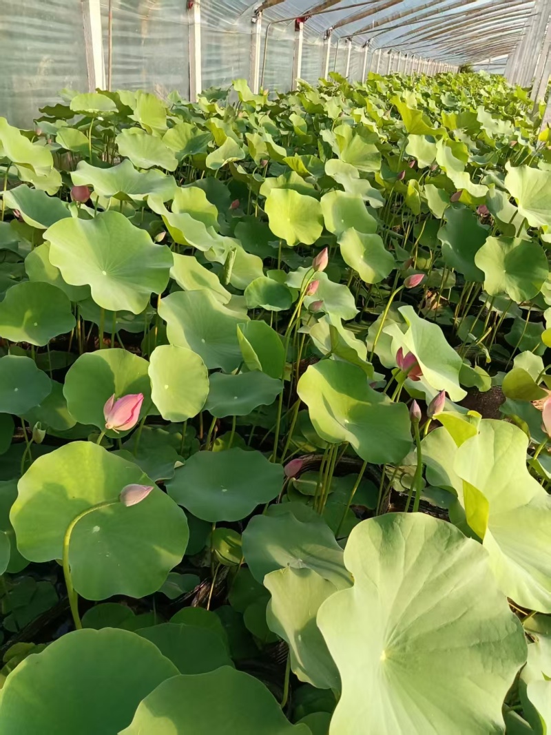 河北荷花荷花苗工程荷花精品荷花各36000万盆荷花藕塘