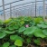 河北荷花荷花苗工程荷花精品荷花各36000万盆荷花藕塘