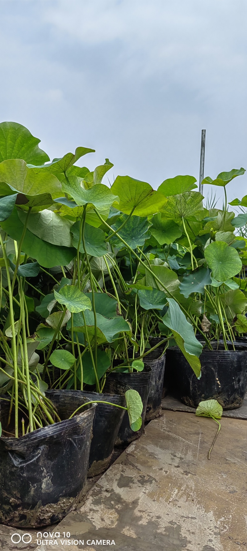 河北荷花荷花苗工程荷花精品荷花各36000万盆荷花藕塘