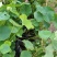 河北荷花荷花苗工程荷花精品荷花各36000万盆荷花藕塘