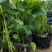河北荷花荷花苗工程荷花精品荷花各36000万盆荷花藕塘