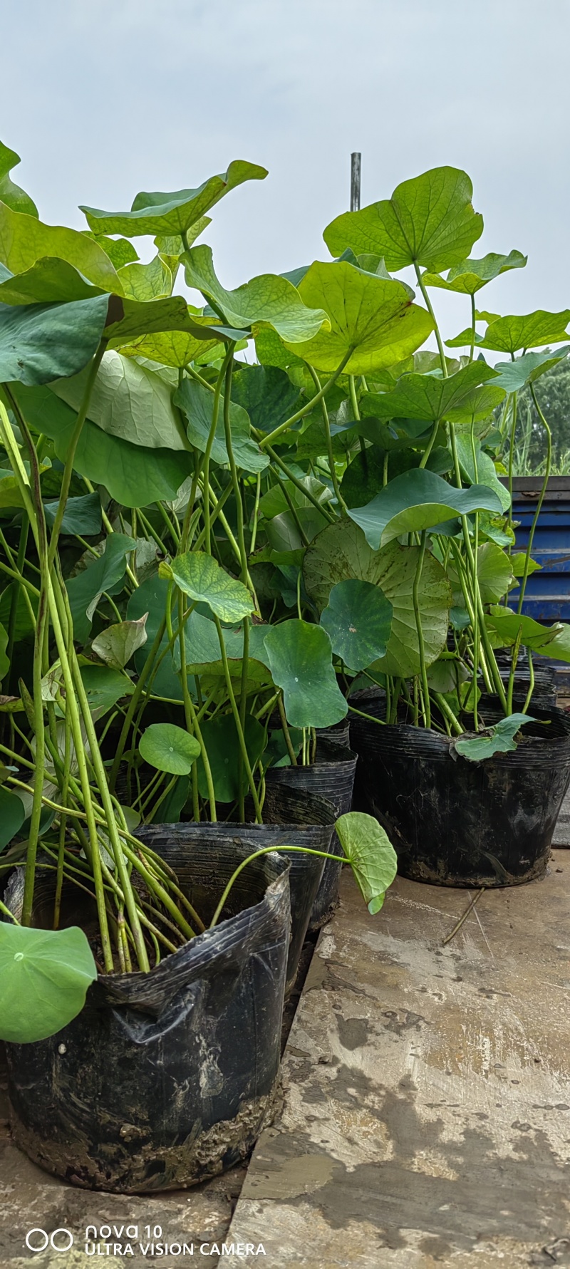 河北荷花荷花苗工程荷花精品荷花各36000万盆荷花藕塘