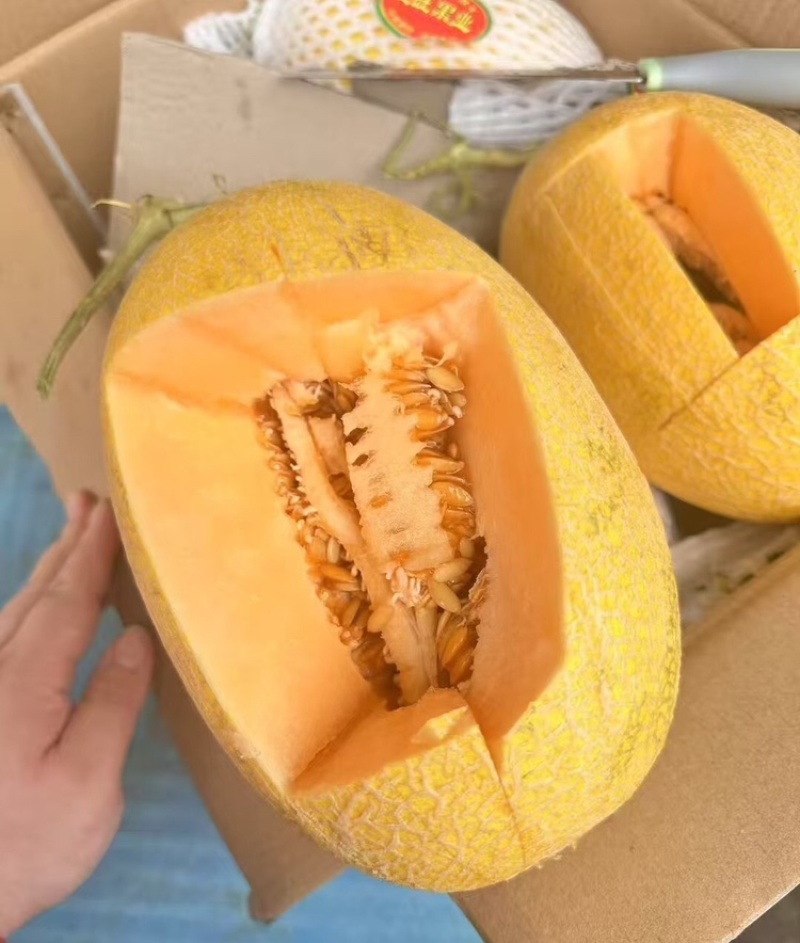【实力供货】海南金色年华黄金蜜黄皮哈密瓜包熟包甜