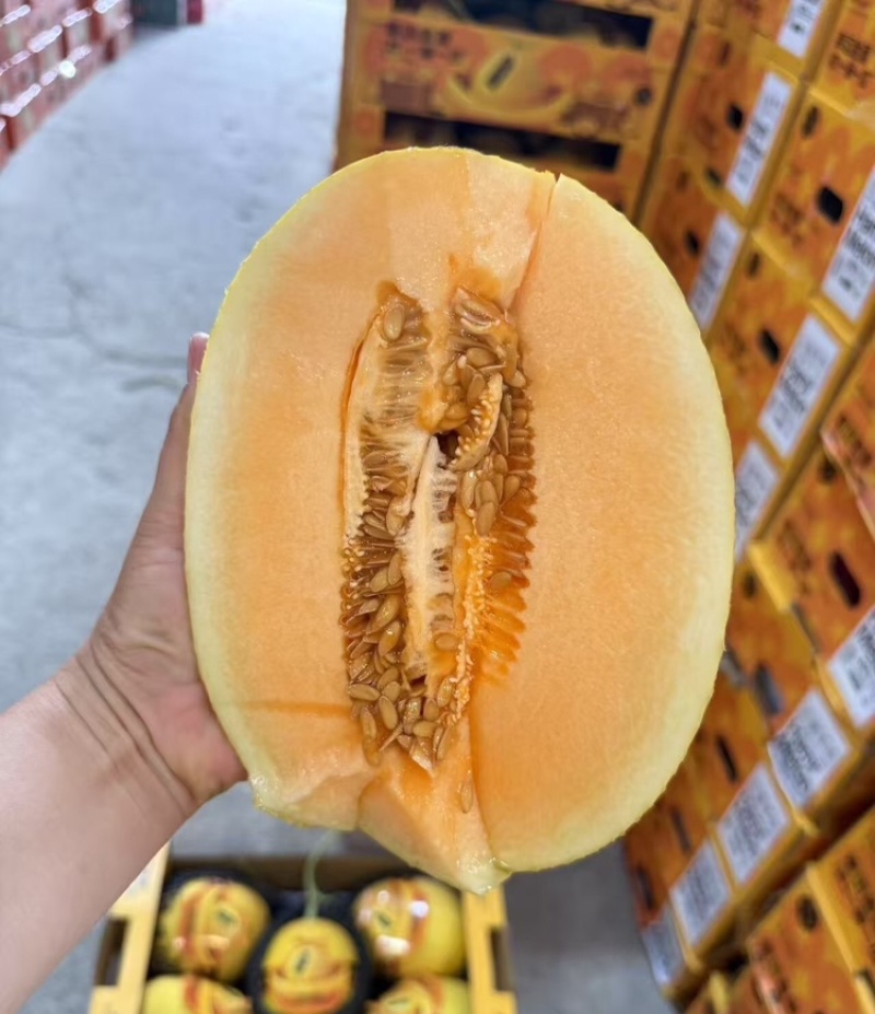 【实力供货】海南金色年华黄金蜜黄皮哈密瓜包熟包甜